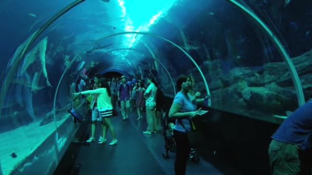 Ludzie odwiedzają szklanym tunelem w akwarium Singapore w Singapur, Singapore. — Wideo stockowe
