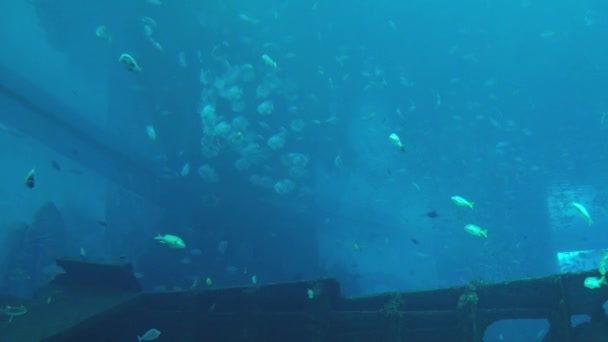 Vis beweegt in het grote aquarium in Singapore. — Stockvideo