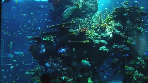 Barriera corallina con pesci tropicali nell'Acquario di Singapore, Singapore . — Video Stock