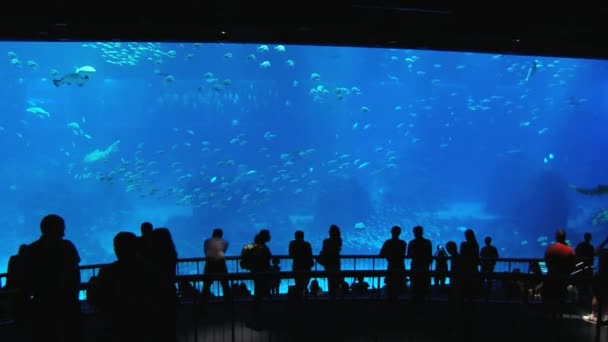 As pessoas assistem peixes no Aquário de Singapura em Singapura, Singapura . — Vídeo de Stock