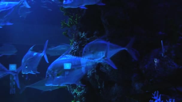 Des poissons bleus se déplacent près du récif corallien à Singapour Aquarium, Singapour . — Video