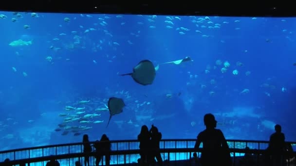 Ludzie odwiedzają akwarium Singapore w Singapur, Singapore. — Wideo stockowe