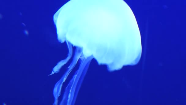 Las medusas se mueven en el acuario gigante de Singapur . — Vídeo de stock