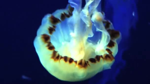 Las medusas se mueven en el acuario gigante de Singapur . — Vídeos de Stock