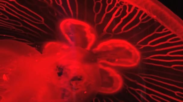 Des méduses de couleur rouge se déplacent sur fond noir dans l'aquarium géant de Singapour .