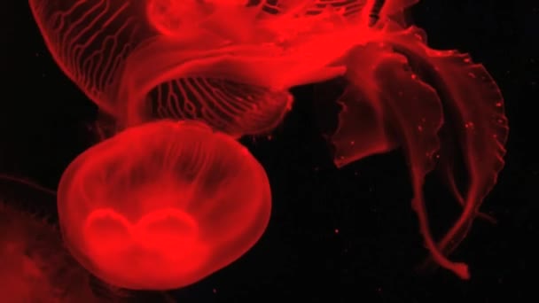 Medusas de color rojo se mueve sobre fondo negro en el acuario gigante en Singapur . — Vídeo de stock