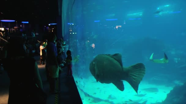 La gente visita Singapore Aquarium a Singapore, Singapore . — Video Stock