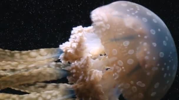 Jellyfish moves over black background in the giant aquarium in Singapore. — Stock Video