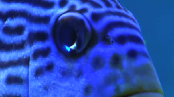 Nahaufnahme der tropischen Fische im großen Aquarium in Singapore. — Stockvideo