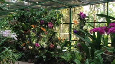 Kadın Ulusal Orkide Bahçe Singapore, Singapur için ziyaret.