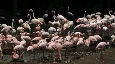 Flamingo kuşları Singapur bir havuzda.