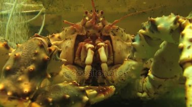 Canlı Yengeç yakın çekim Singapur bir restoranda bir akvaryum.
