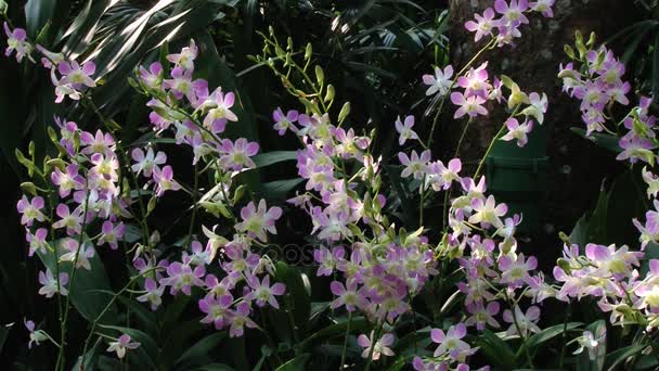 Květy orchidejí v národní Orchid zahrady v Singapuru, Singapur. — Stock video