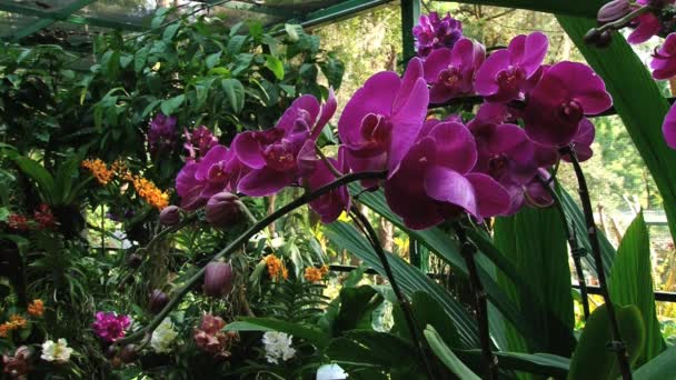 Paarse orchidee bloemen in de nationale orchidee tuinen in Singapore, Singapore. — Stockvideo