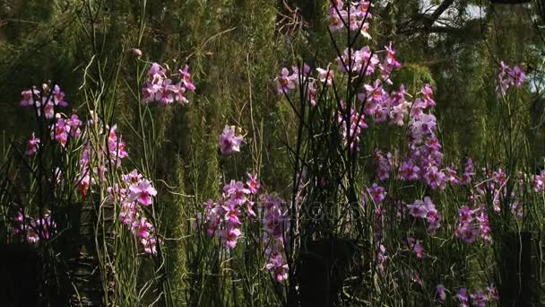 Orchid blommor i National Orchid trädgårdar i Singapore, Singapore. — Stockvideo