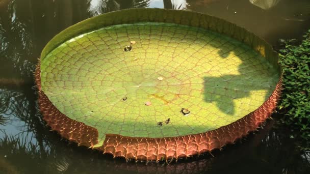 Giant water lily leaf floats on water in the National Orchid Gardens in Singapore, Singapore. — Stock Video