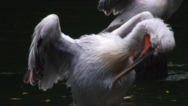 Пеликан чистит перья в парке птиц Сингапура . — стоковое видео