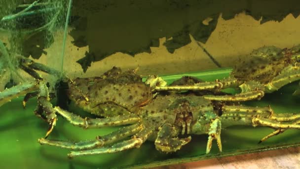 Cangrejos vivos en un acuario en un restaurante en Singapur . — Vídeo de stock