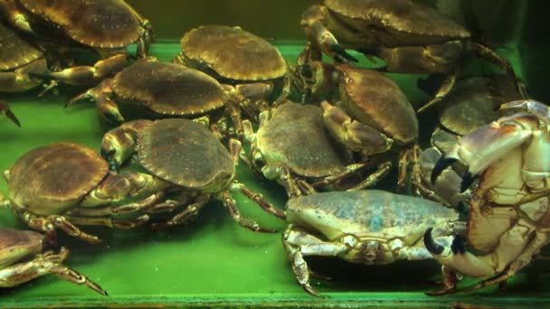 Crabes vivants dans un aquarium dans un restaurant à Singapour . — Video