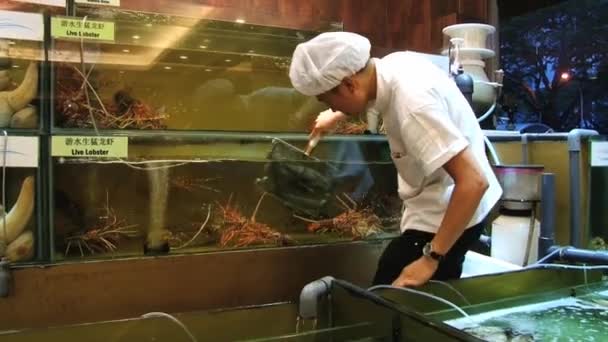Člověk bere živého humra mimo akvárium v restauraci v Singapuru, Singapur. — Stock video