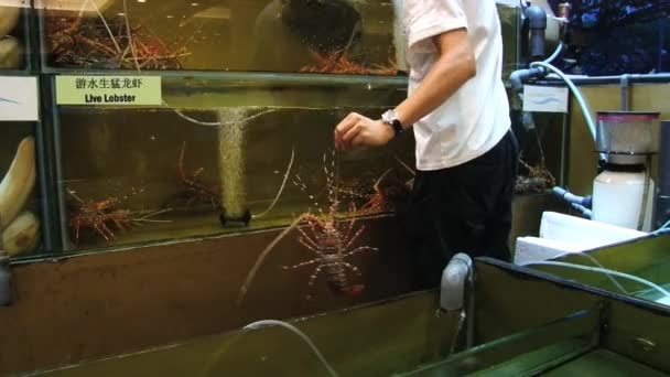 Mann holt lebenden Hummer aus Fischbecken in einem Restaurant in singapore, singapore. — Stockvideo