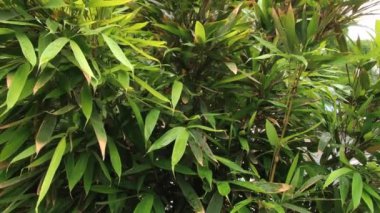 Xian, Çin için büyük vahşi kaz pagodası ziyaret.