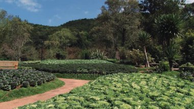 Chiang Mai, Tayland Doi Ang Khang Royal tarım istasyonunda dekoratif lahana çiçeği.