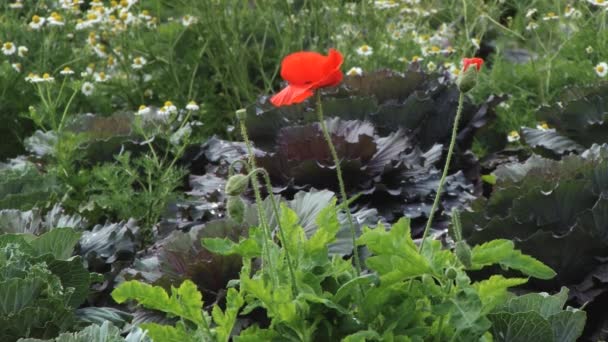 Flores florecen en la Estación Agrícola Real Doi Mon Jam en Chiang Mai, Tailandia . — Vídeos de Stock