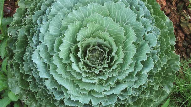 Decorative cabbage blossom at the Doi Mon Jam Royal Agricultural Station in Chiang Mai, Thailand. — Stock Video