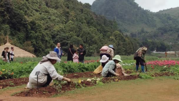 La gente pianta fiori alla stazione agricola Doi Ang Khang Royal, Thailandia . — Video Stock