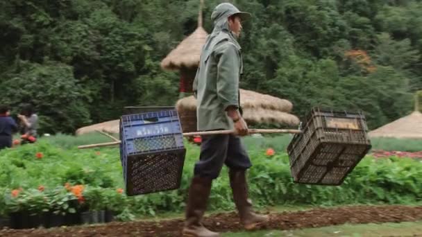 La gente trabaja en la estación agrícola real Doi Ang Khang, Tailandia . — Vídeos de Stock