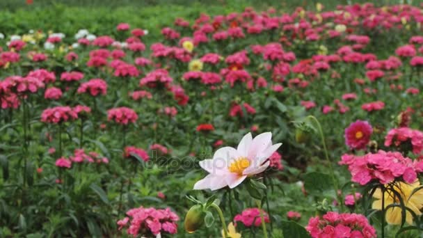 Цветы цветут на Королевской сельскохозяйственной станции Дои Анг Кхан, Таиланд . — стоковое видео