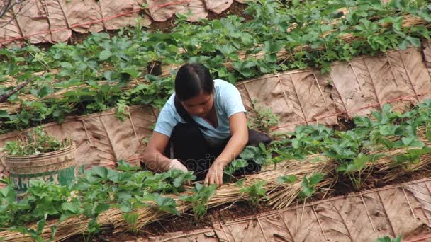 Çilek sahasında, Chiang Mai, Tayland kadın çalışıyor. — Stok video