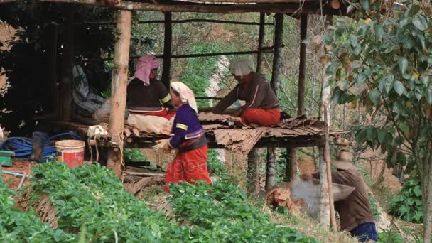 Le donne lavorano nel campo delle fragole, Chiang Mai, Thailandia . — Video Stock