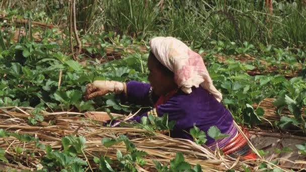 Çilek sahasında, Chiang Mai, Tayland kadın çalışıyor. — Stok video