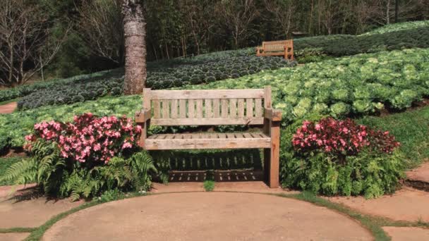 Dekoratív káposzta blossom Doi Ang Khang királyi mezőgazdasági állomáson, Chiang Mai, Thaiföld. — Stock videók