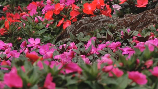 Flores florecen en la estación Doi Ang Khang Royal Agricultural, Tailandia . — Vídeo de stock