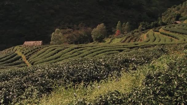 Vista a la plantación de té en Chiang Mai, Tailandia . — Vídeos de Stock