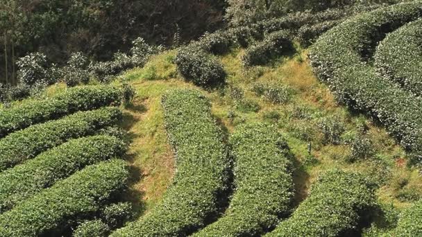 Vista a la plantación de té en Chiang Mai, Tailandia . — Vídeos de Stock