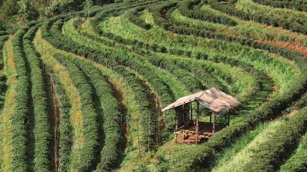 Vista sulla piantagione di tè a Chiang Mai, Thailandia . — Video Stock