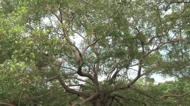 Ağaçlar Polonnaruwa, Sri Lanka ve antik kentin kalıntıları için görüntüleyin. — Stok video