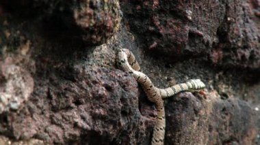 Malsara zehirli yılan (süslü uçan yılan) taş Polonnaruwa, Sri Lanka arasında hareket eder. 