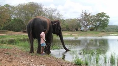 Fil içme suyu Gölü Trincomalee, Sri Lanka ile adam duruyor.