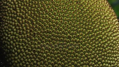 Nefesi Sri Lanka Ağaçta asılı.