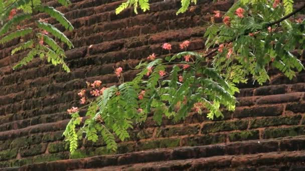 Trädgren med tegelväggen av ruinerna av den kungliga palatset av kung Parakramabahus på bakgrunden i den antika staden av Polonnaruwa, Sri Lanka. — Stockvideo