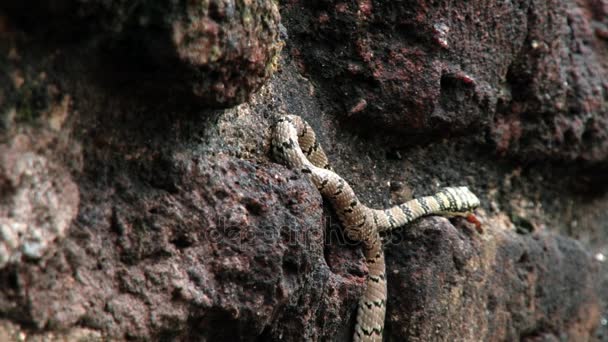 Malsara serpente venenosa (serpente voadora ornamentada) se move entre as pedras em Polonnaruwa, Sri Lanka . — Vídeo de Stock