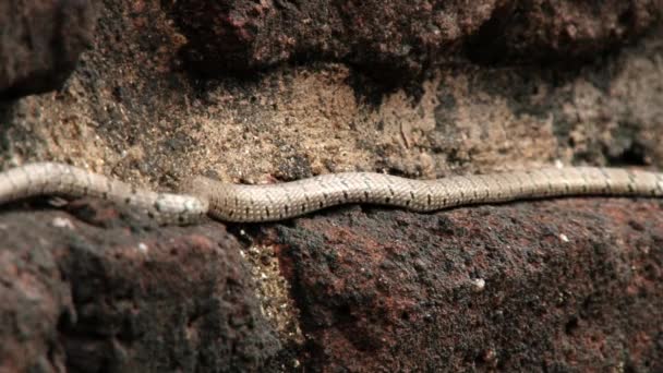 Malsara δηλητηριώδες φίδι (περίτεχνα φέρουν φίδι) κινείται ανάμεσα σε πέτρες σε Πολοναρούβα, Σρι Λάνκα. — Αρχείο Βίντεο