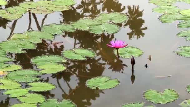 Lotosový květ s listy na vodě na Srí Lance. — Stock video