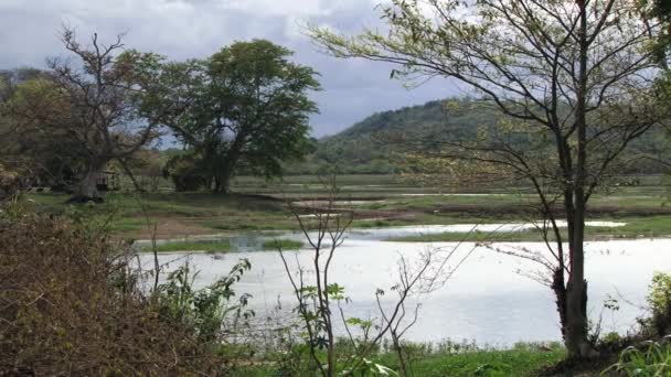 Вид на ферму и пруд в сельской местности Шри-Ланки . — стоковое видео