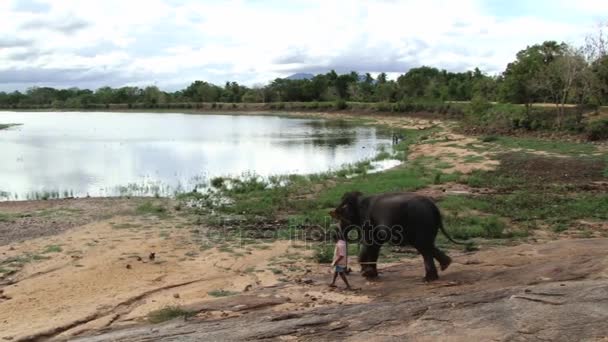 Man loopt met olifant door het platteland in Trincomalee, Sri Lanka. — Stockvideo